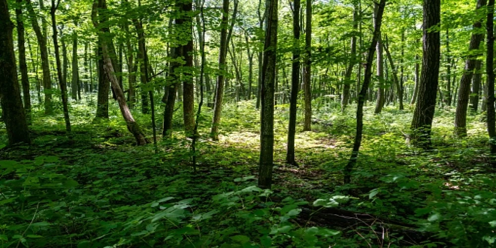 India climbs to 9th spot globally in forest area, retains 3rd rank in annual forest gain